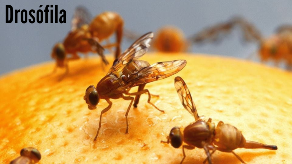Drosófila-mosquinha da banana