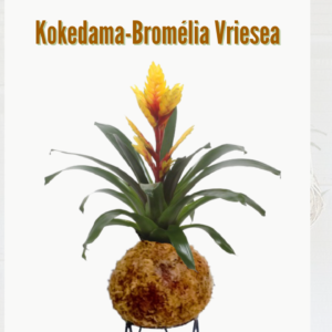 Bromélia Vriesea
