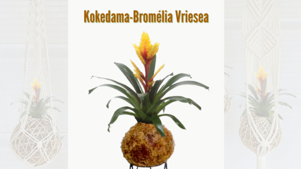 Bromélia Vriesea