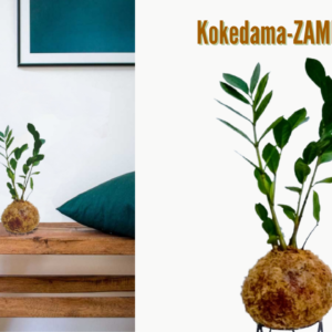 ZAMIOCULCA Kokedama