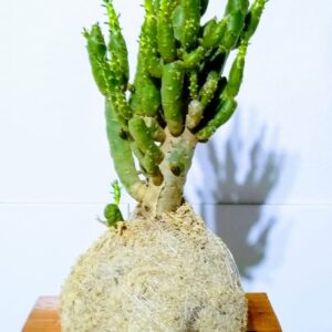 Cactus Opuntia Monacantha