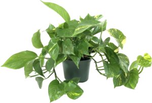 Pothos/jibóia plantas de casa