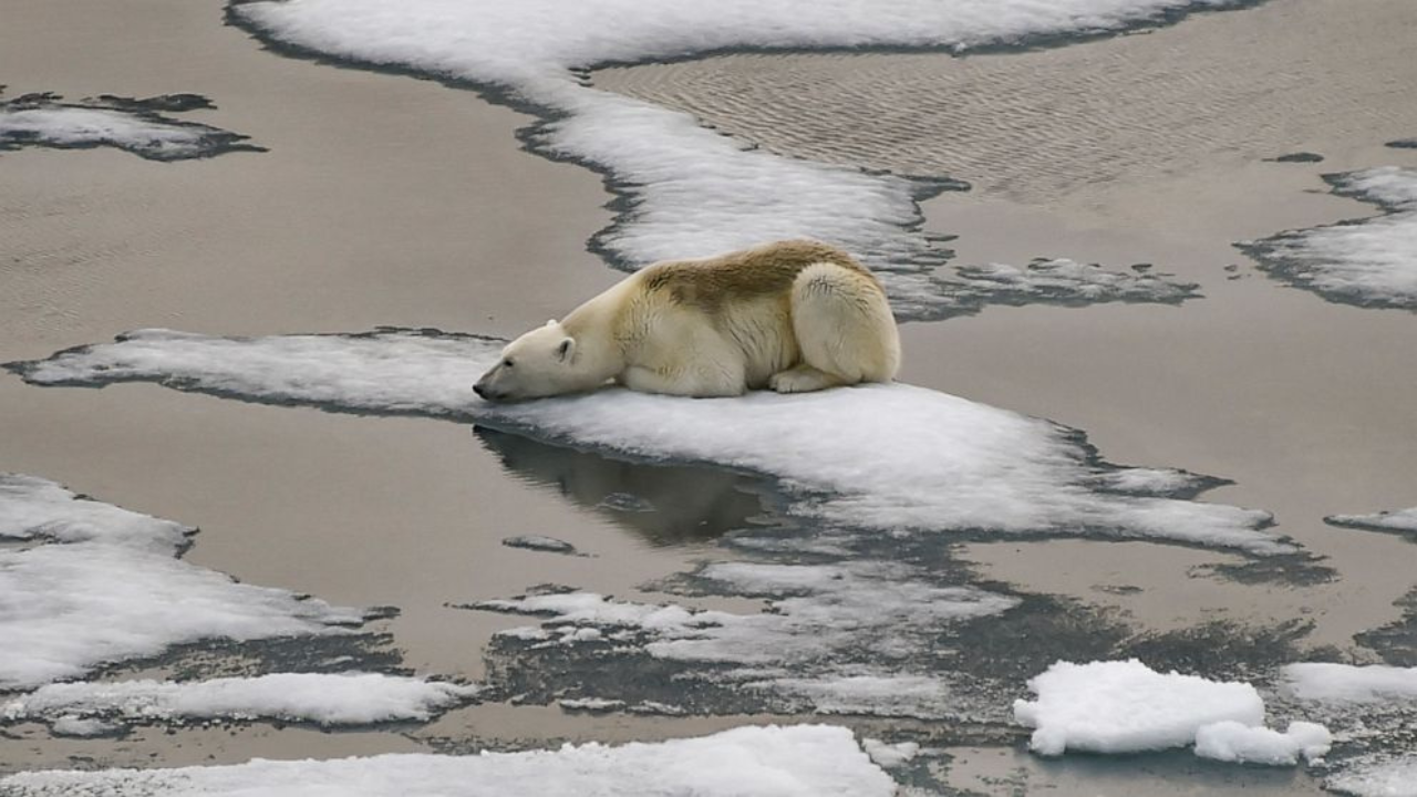 Urso Polar e as mudanças climáticas