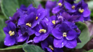 violeta plantas de casa