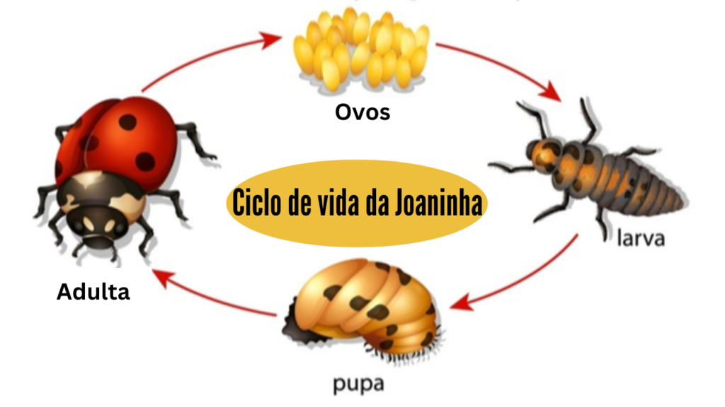 Planilha De Ciclo De Vida Da Joaninha O Ciclo De Vida De Uma Borboleta