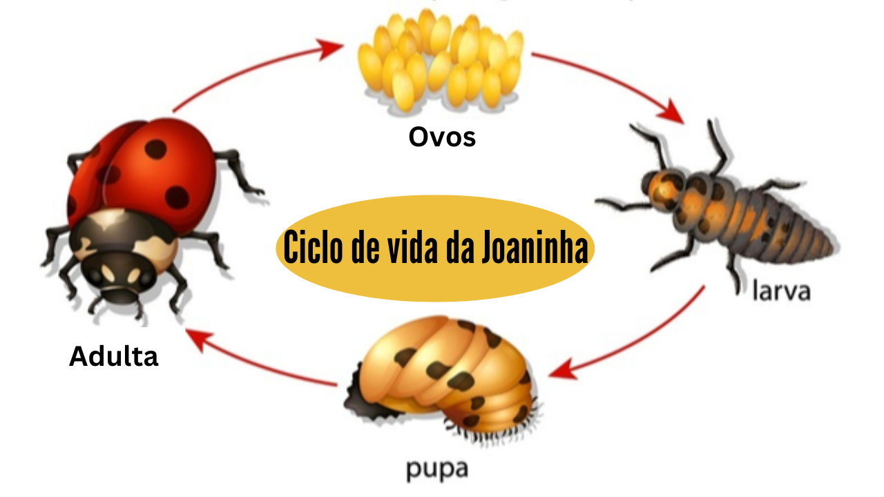 ciclo de vida da joaninha