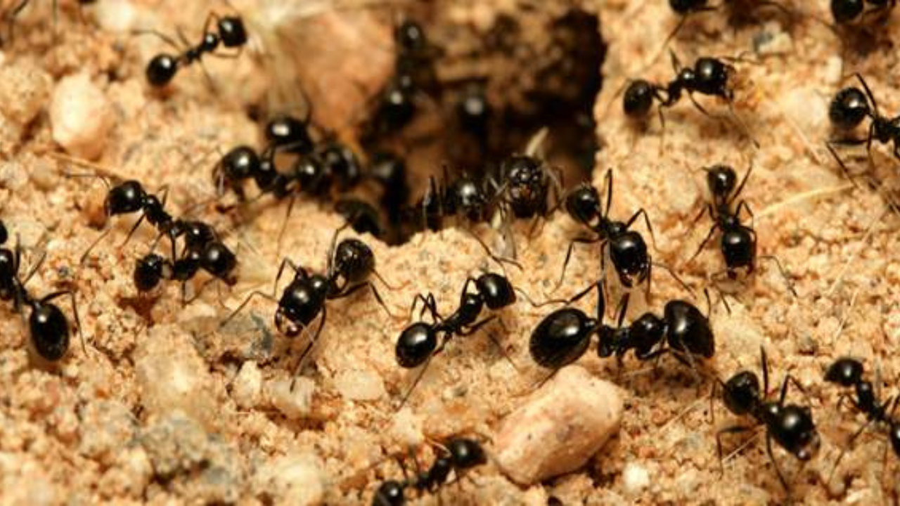 Intercorrências de formigas