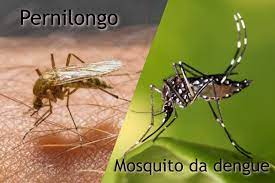 diferença entre mosquito da dengue e o pernilongo